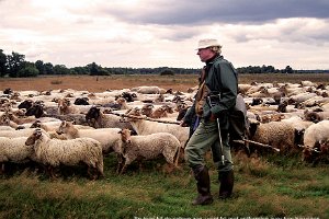 Mat 0936 : Drenthe, Heide, Herder, Schaapskudde